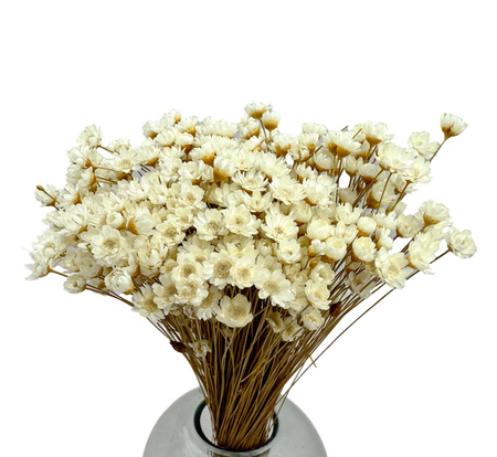 Dried natural glyxia, glixia - dried flowers 50g