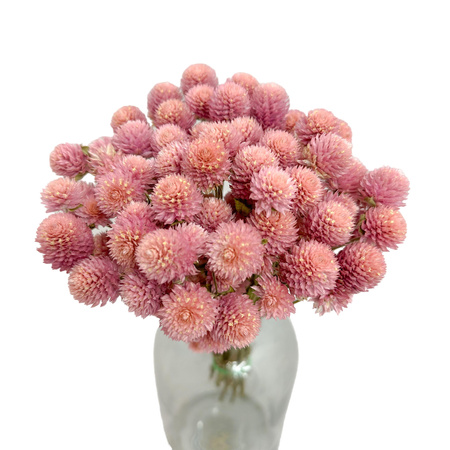 Pink gomphrena - dried flowers