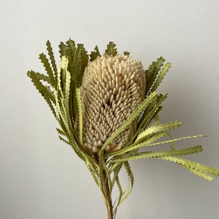Banksia Hookerana natural - dried flowers